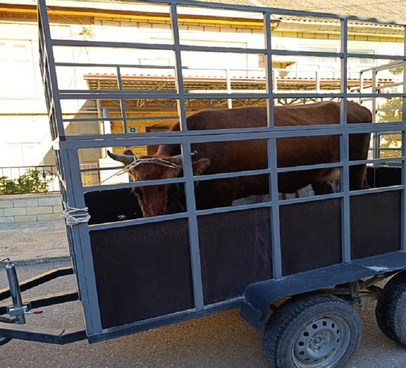 Организация мероприятий по отлову сельскохозяйственных животных