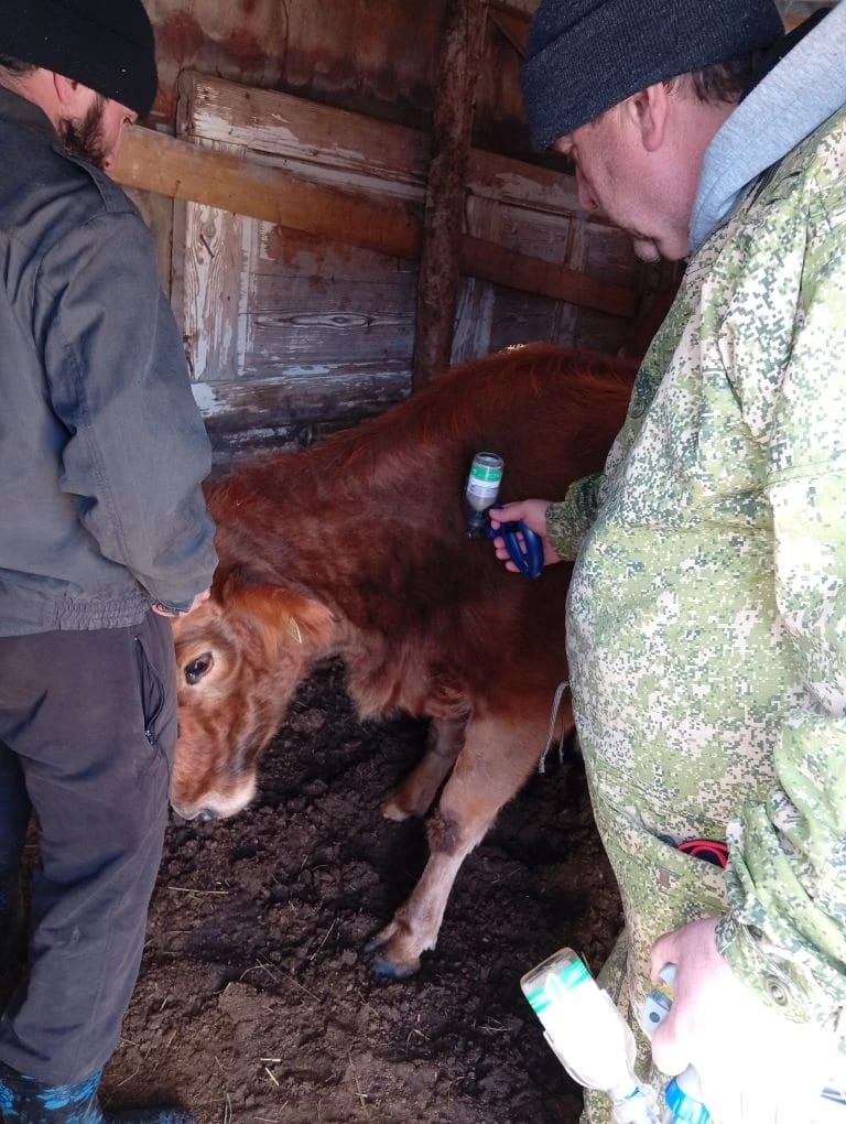 Ветеринарные мероприятия в Шамильском районе