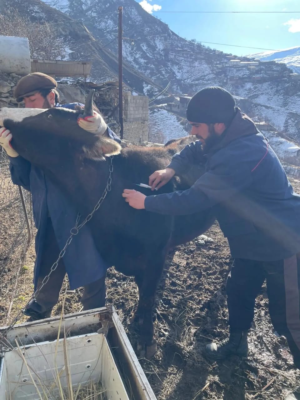Ветеринарные мероприятия в Шамильском районе