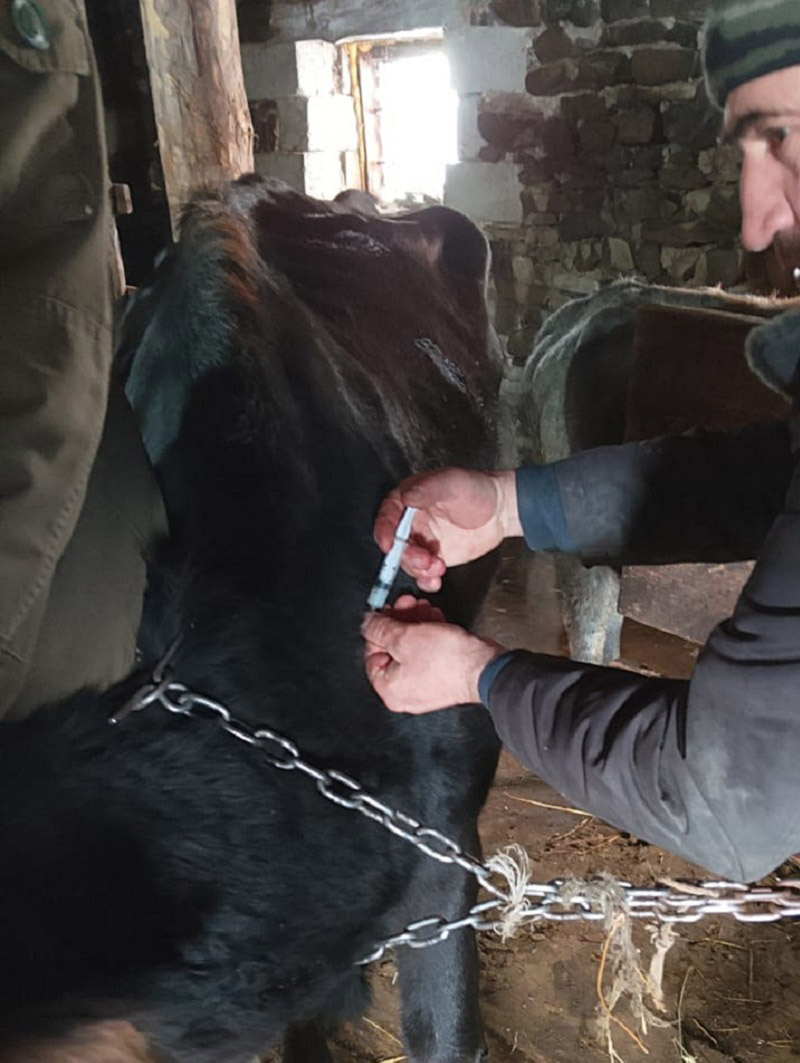 Ветеринарные мероприятия в Бежтинском участке