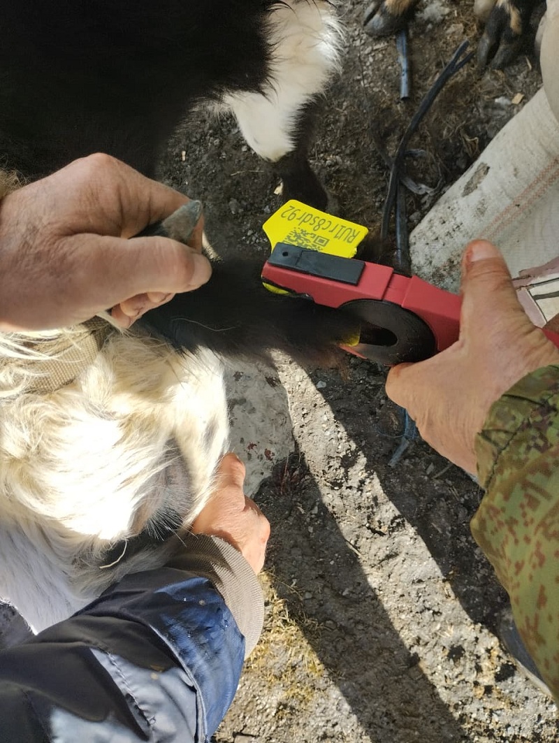 Ветеринарные мероприятия в Бежтинском участке
