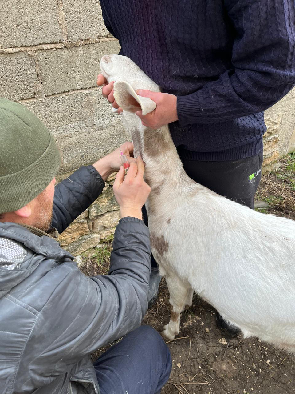 Ветеринарные мероприятия в Сергокалинском  районе