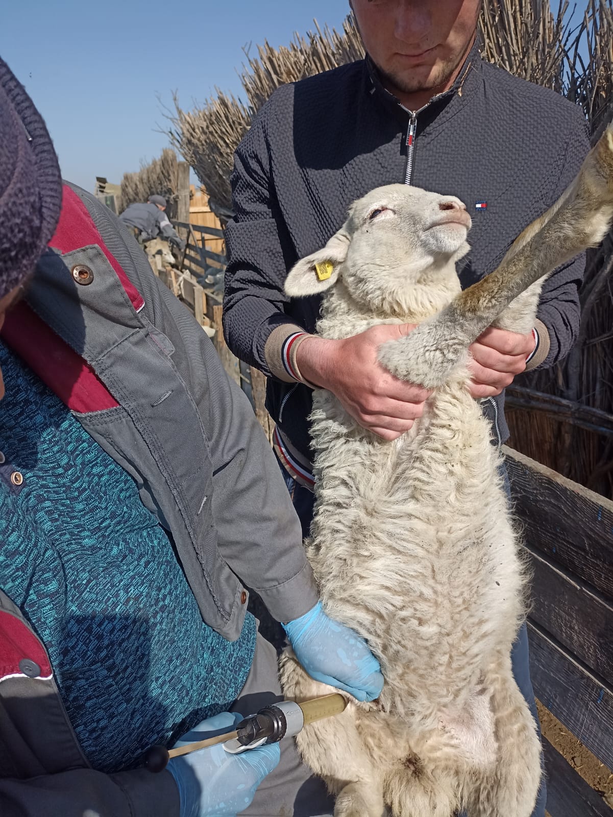 В Гунибском районе готовят скот к перегону на летние пастбища