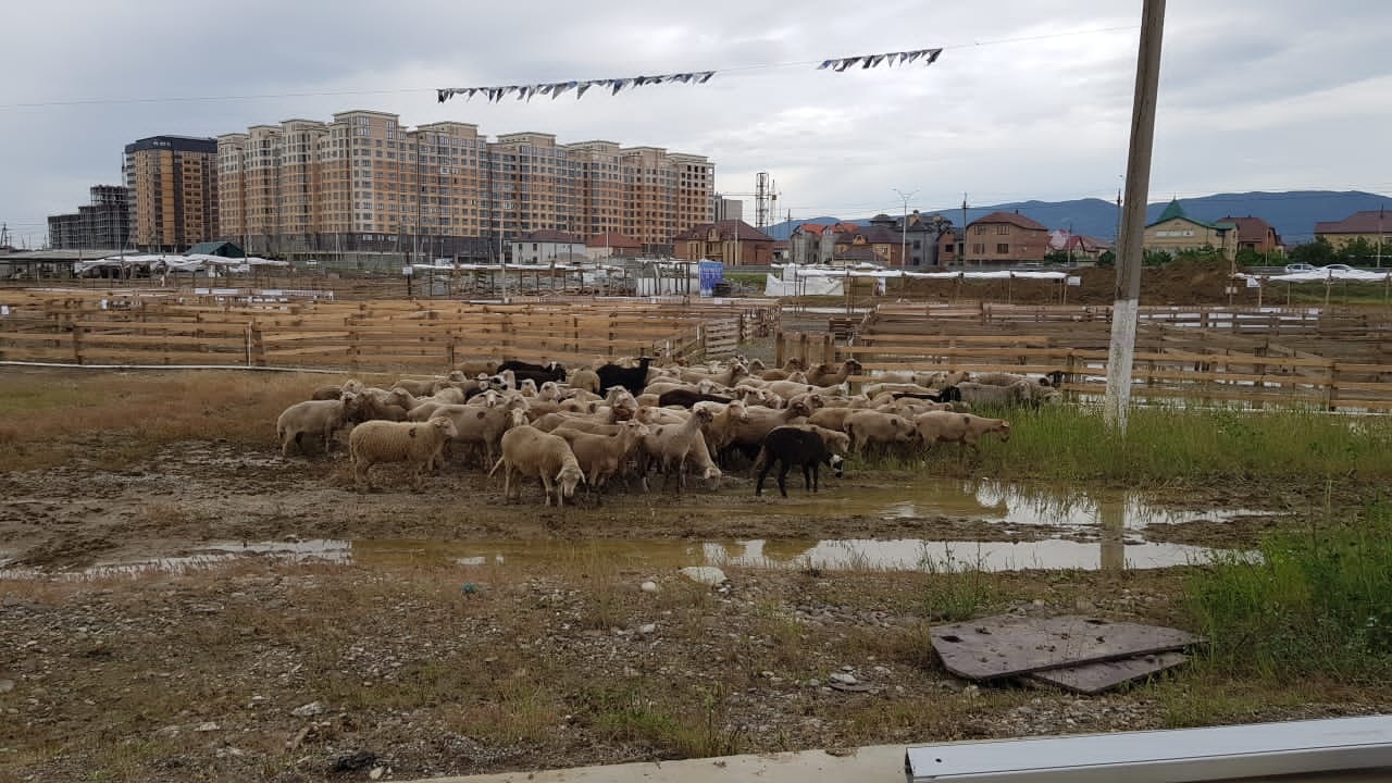 Определены площадки для забоя животных на Курбан-байрам